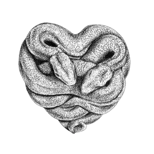 Dessin de 2 serpents qui forment un coeur