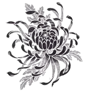 Dessin d'un chrysanthème