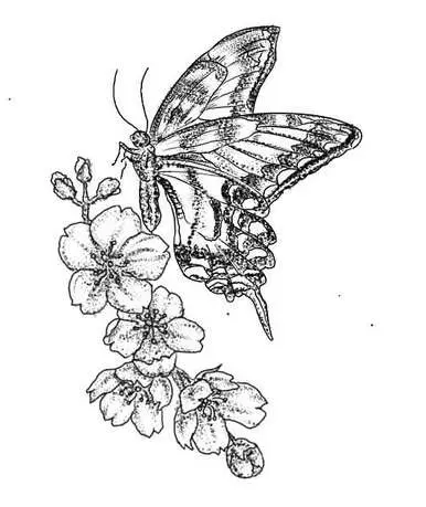 Dessin de fleurs de cerisier et d'un papillon