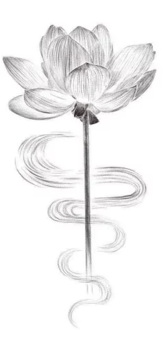 Dessin d'une fleur de lotus