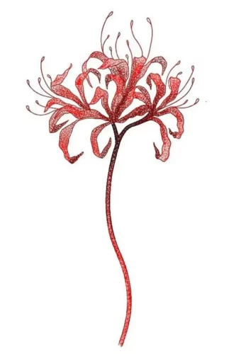 Dessin de lycoris rouge
