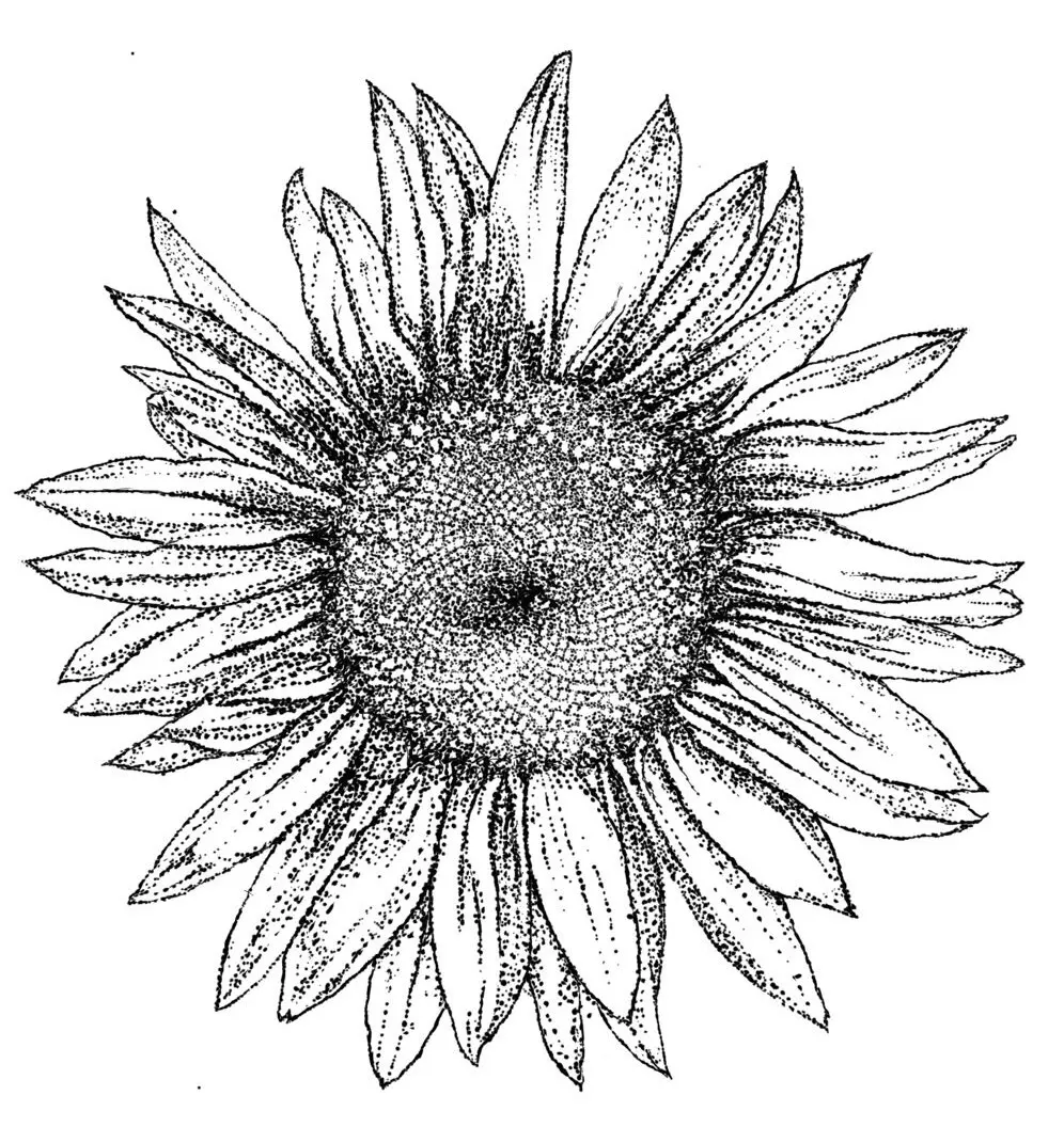 Dessin d'un tournesol