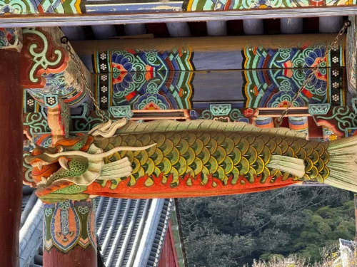 Photo des poissons à têtes de dragons prise dans le temple