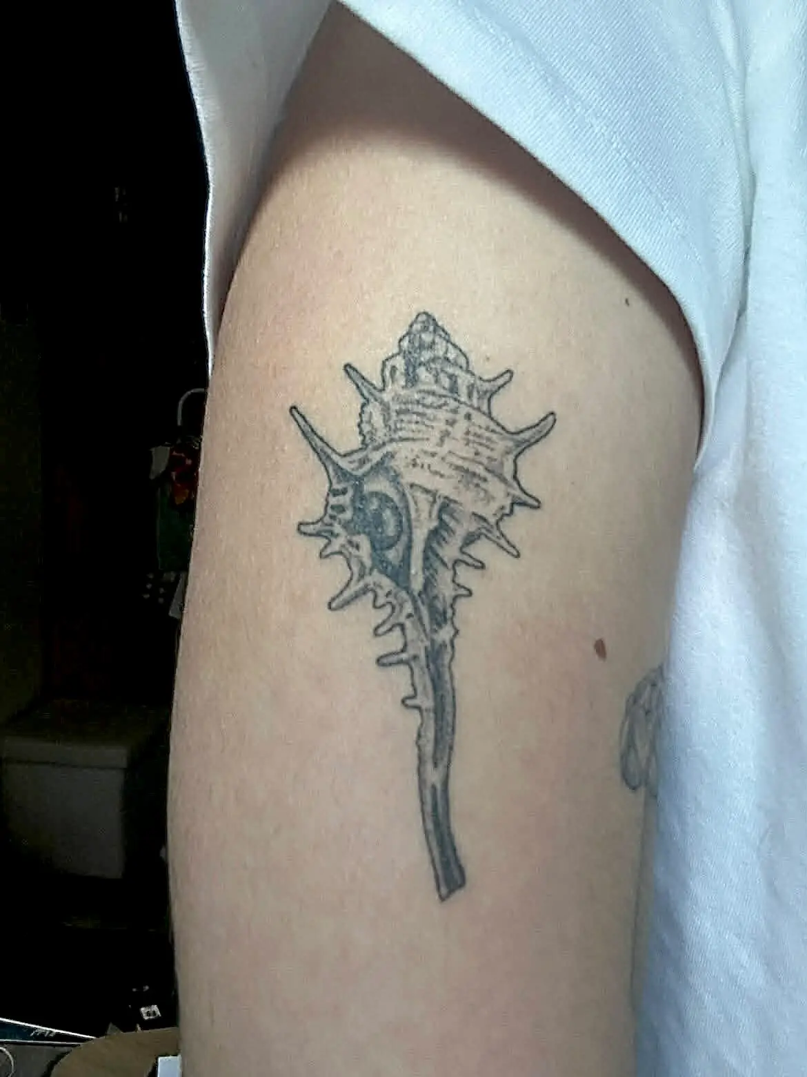 Photo d'un tatouage de coquillage cicatrisé