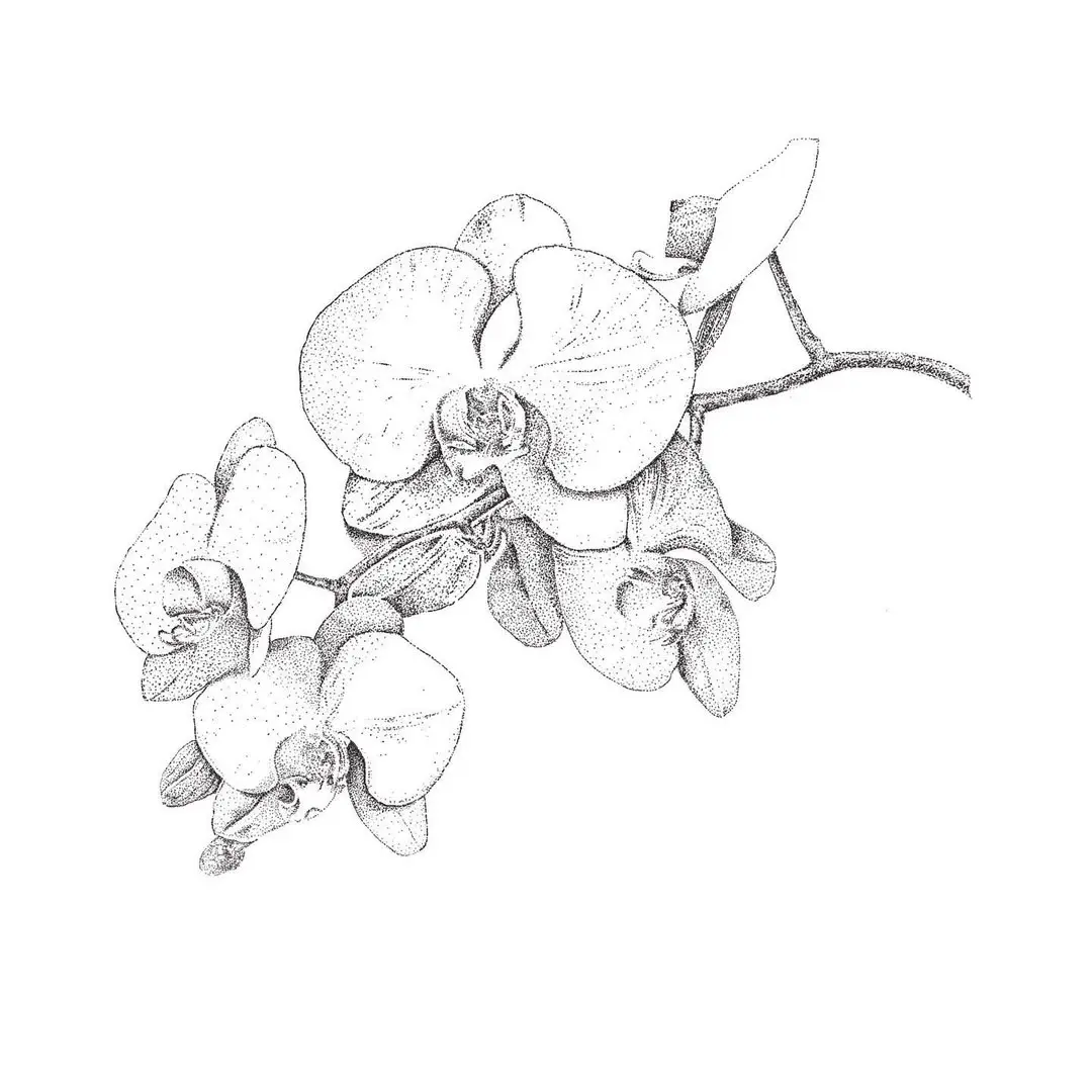 Dessin d'une orchidée pour tatouage